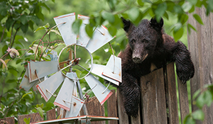 Fan Cub