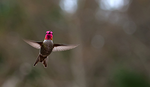 Anna's Hummingbird