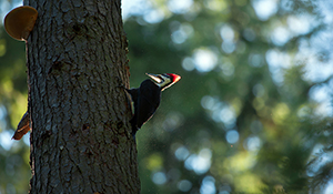 Pileated