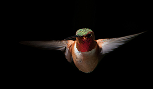 Rufous Hummingbird